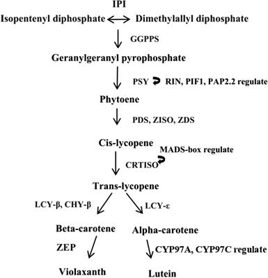 Identification of Interacting Proteins of Transcription Factor DpAP2 Related to Carotenoid Biosynthesis From Marine Microalga Dunaliella parva